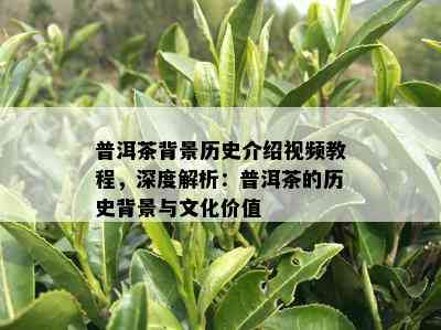 普洱茶背景历史介绍视频教程，深度解析：普洱茶的历史背景与文化价值