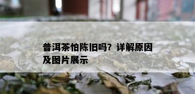 普洱茶怕陈旧吗？详解原因及图片展示