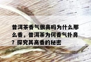 普洱茶香气很高吗为什么那么香，普洱茶为何香气扑鼻？探究其高香的秘密