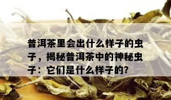 普洱茶里会出什么样子的虫子，揭秘普洱茶中的神秘虫子：它们是什么样子的？