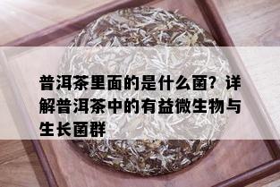 普洱茶里面的是什么菌？详解普洱茶中的有益微生物与生长菌群