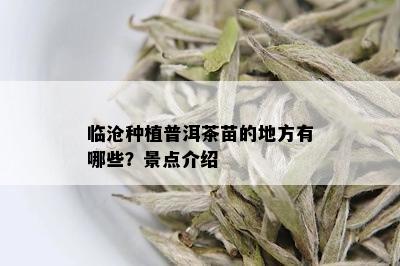 临沧种植普洱茶苗的地方有哪些？景点介绍