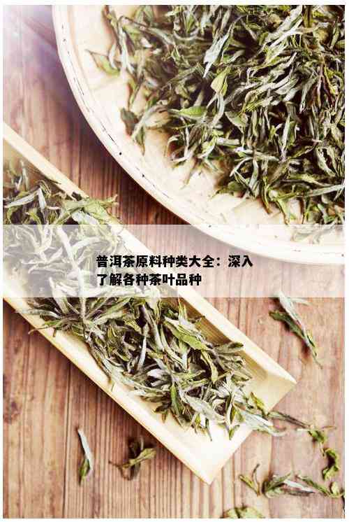 普洱茶原料种类大全：深入了解各种茶叶品种