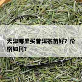 天津哪里买普洱茶苗好？价格如何？