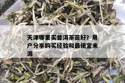 天津哪里买普洱茶苗好？用户分享购买经验和更便宜来源