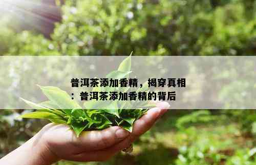 普洱茶添加香精，揭穿真相：普洱茶添加香精的背后