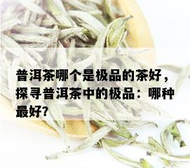 普洱茶哪个是极品的茶好，探寻普洱茶中的极品：哪种更好？