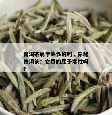 普洱茶属于寒性的吗，探秘普洱茶：它真的属于寒性吗？