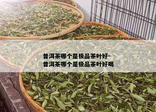 普洱茶哪个是极品茶叶好-普洱茶哪个是极品茶叶好喝