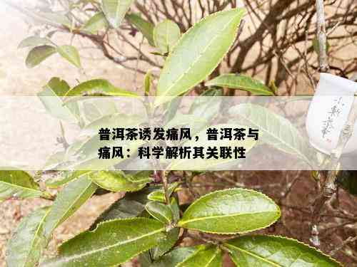 普洱茶诱发痛风，普洱茶与痛风：科学解析其关联性