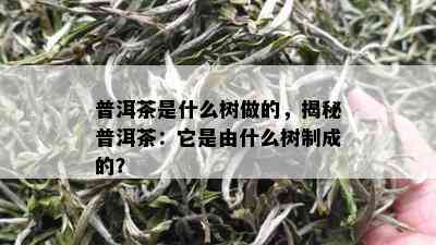 普洱茶是什么树做的，揭秘普洱茶：它是由什么树制成的？