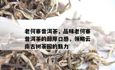 老何寨普洱茶，品味老何寨普洱茶的醇厚口感，领略云南古树茶园的魅力