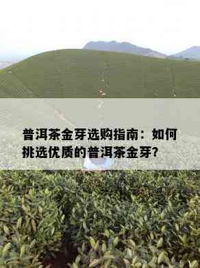 普洱茶金芽选购指南：如何挑选优质的普洱茶金芽？