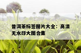 普洱茶标签图片大全：高清无水印大图合集