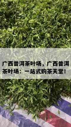 广西普洱茶叶场，广西普洱茶叶场：一站式购茶天堂！