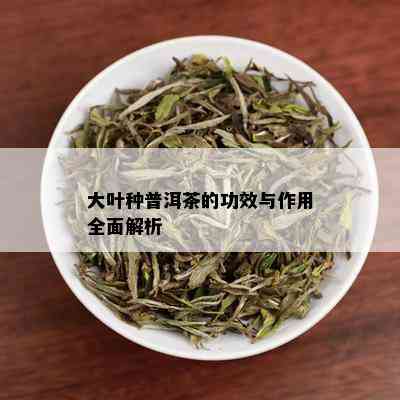 大叶种普洱茶的功效与作用全面解析