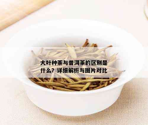 大叶种茶与普洱茶的区别是什么？详细解析与图片对比