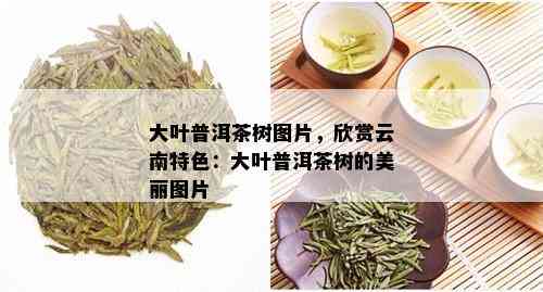 大叶普洱茶树图片，欣赏云南特色：大叶普洱茶树的美丽图片