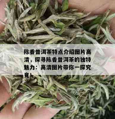 陈香普洱茶特点介绍图片高清，探寻陈香普洱茶的独特魅力：高清图片带你一探究竟！