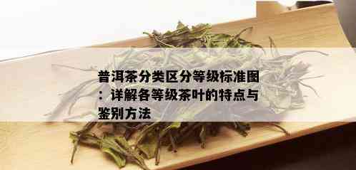 普洱茶分类区分等级标准图：详解各等级茶叶的特点与鉴别方法