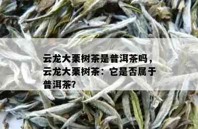 云龙大栗树茶是普洱茶吗，云龙大栗树茶：它是否属于普洱茶？