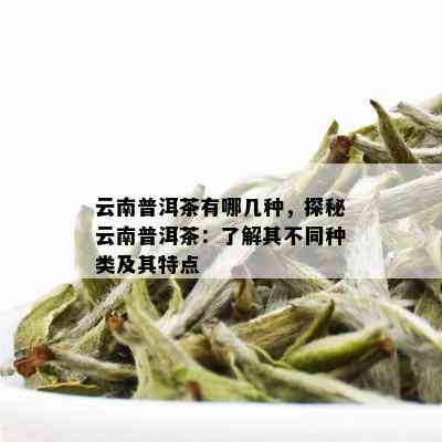 云南普洱茶有哪几种，探秘云南普洱茶：了解其不同种类及其特点