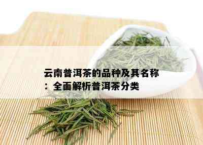 云南普洱茶的品种及其名称：全面解析普洱茶分类