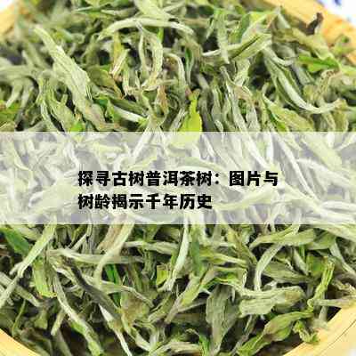 探寻古树普洱茶树：图片与树龄揭示千年历史