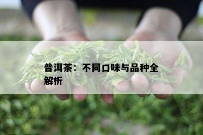 普洱茶：不同口味与品种全解析