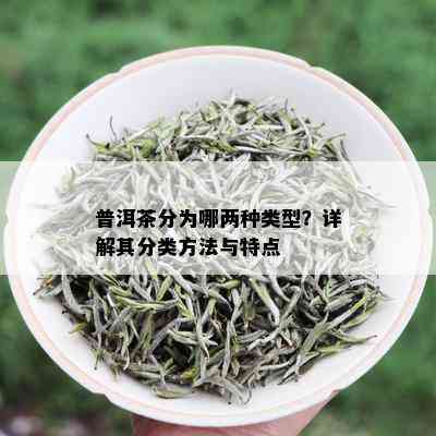 普洱茶分为哪两种类型？详解其分类方法与特点