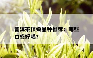 普洱茶顶级品种推荐：哪些口感好喝？