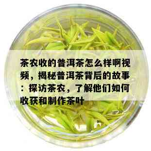 茶农收的普洱茶怎么样啊视频，揭秘普洱茶背后的故事：探访茶农，了解他们如何收获和制作茶叶