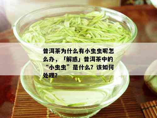 普洱茶为什么有小虫虫呢怎么办，「解惑」普洱茶中的“小虫虫”是什么？该如何处理？