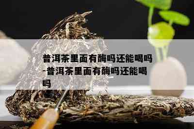 普洱茶里面有酶吗还能喝吗-普洱茶里面有酶吗还能喝吗