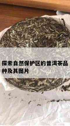 探索自然保护区的普洱茶品种及其图片