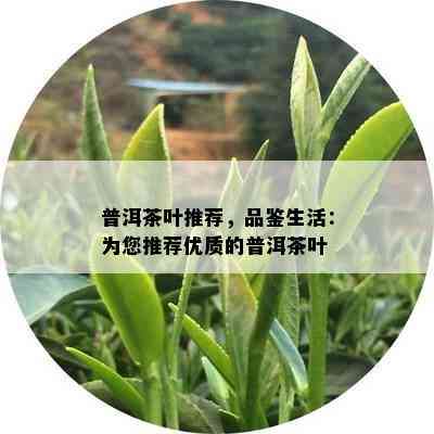 普洱茶叶推荐，品鉴生活：为您推荐优质的普洱茶叶