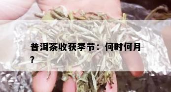 普洱茶收获季节：何时何月？