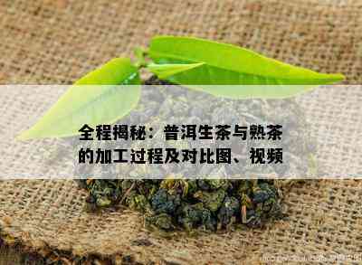 全程揭秘：普洱生茶与熟茶的加工过程及对比图、视频