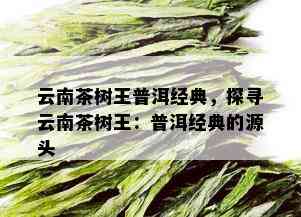 云南茶树王普洱经典，探寻云南茶树王：普洱经典的源头