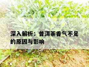 深入解析：普洱茶香气不足的原因与影响