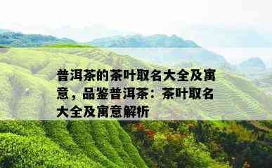 普洱茶的茶叶取名大全及寓意，品鉴普洱茶：茶叶取名大全及寓意解析