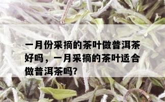 一月份采摘的茶叶做普洱茶好吗，一月采摘的茶叶适合做普洱茶吗？