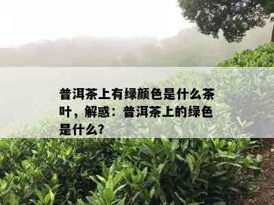 普洱茶上有绿颜色是什么茶叶，解惑：普洱茶上的绿色是什么？