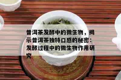 普洱茶发酵中的微生物，揭示普洱茶独特口感的秘密：发酵过程中的微生物作用研究