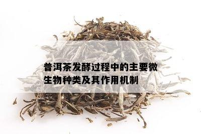 普洱茶发酵过程中的主要微生物种类及其作用机制