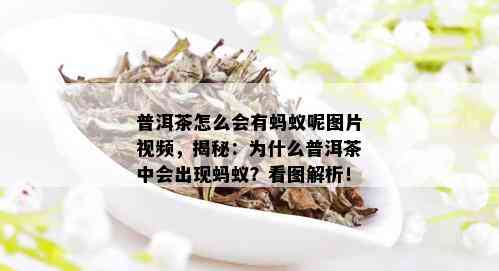 普洱茶怎么会有蚂蚁呢图片视频，揭秘：为什么普洱茶中会出现蚂蚁？看图解析！