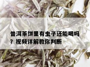 普洱茶饼里有虫子还能喝吗？视频详解教你判断