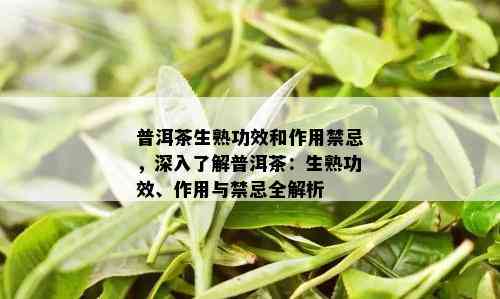 普洱茶生熟功效和作用禁忌，深入了解普洱茶：生熟功效、作用与禁忌全解析