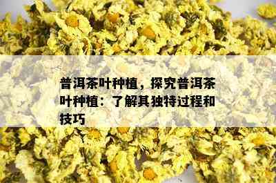 普洱茶叶种植，探究普洱茶叶种植：了解其独特过程和技巧