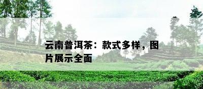 云南普洱茶：款式多样，图片展示全面